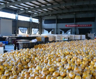 順豐快遞給手動液壓搬運車消毒，保障生鮮瓜果食品安全